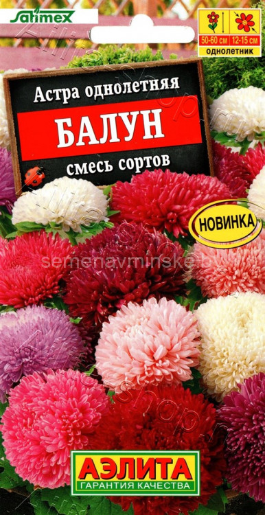 Астра Балун Смесь сортов
