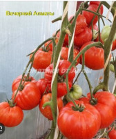 Томат Вечерние Алматы