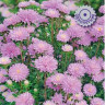 Астра Сирена Нежно - Розовая