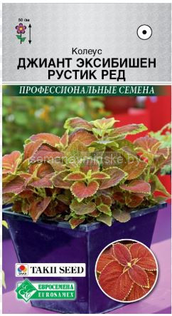 Колеус Джиант Эксибишен Рустик Ред