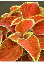 Колеус Джиант Эксибишен Рустик Ред