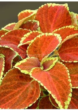 Колеус Джиант Эксибишен Рустик Ред