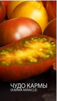Томат Чудо Кармы