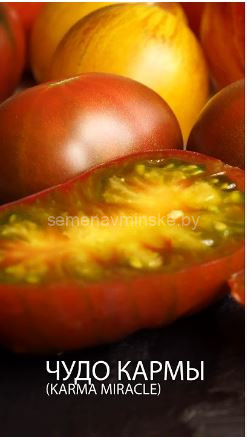 Томат Чудо Кармы