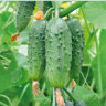Огурец Балалайка F1