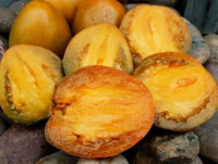 Суровая Дыня Немцев Поволжья