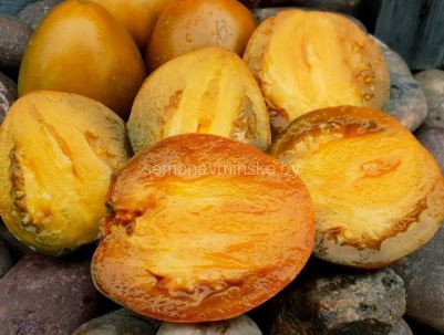 Суровая Дыня Немцев Поволжья