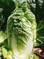 Капуста пекинская Табалуга F1