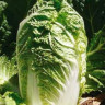 Капуста пекинская Табалуга F1