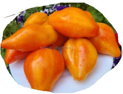 Томат Козула 141.6.12