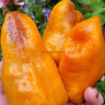 Перец Рейчела