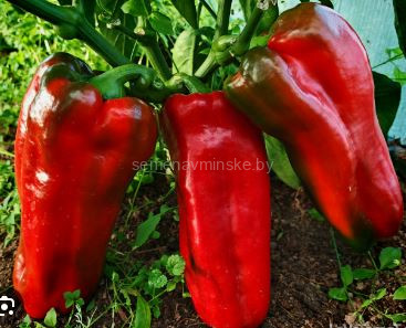 Перец Японский Гигант