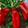 Перец Японский Гигант
