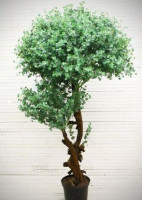 Эвкалипт тополевидный  Мюррей