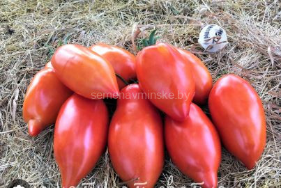 Томат Машины Титьки