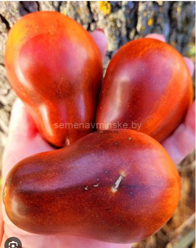 Томат Бронзовая Груша Сержанта Пеппера