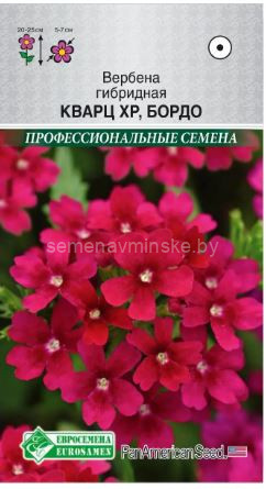 Вербена Кварц хр Бордо