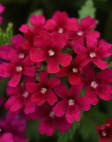 Вербена Кварц хр Бордо