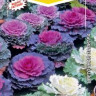 Капуста декоративная  Осенний Блюз, смесь