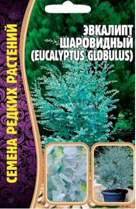 Эвкалипт Шаровидный