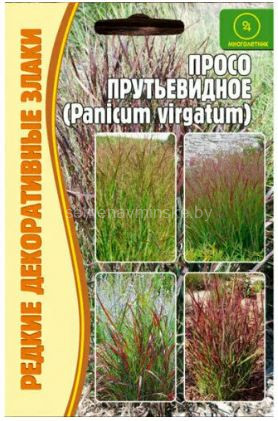 Просо Прутьевидное Panikum Virgatum