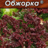 Салат листовой Обжорка