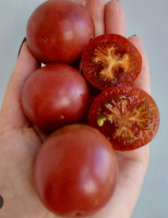 Томат Псафама