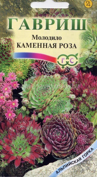 Семена Молодило Каменная Роза