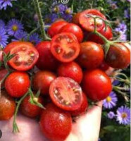 Томат Сказочный Гранат