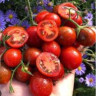Томат Сказочный Гранат
