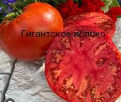 Томат Гигантское Яблоко Сербии