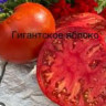 Томат Гигантское Яблоко