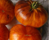 Томат Золотой Камзол