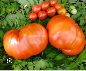 Томат Вкусные Гордона Грэхема