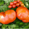 Томат Вкусные Гордона Грэхема