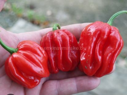 Перец Хабанеро Эль