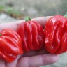 Перец Хабанеро Эль