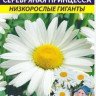 Нивяник Серебряная Принцесса