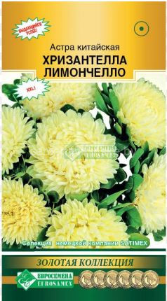 Астра Хризантелла Лимончелло