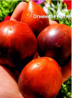 Томат Огненная Катя