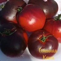 Томат Огненная Катя