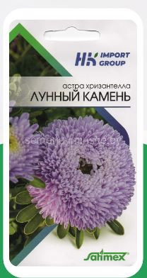 Астра Хризантелла Лунный Камень