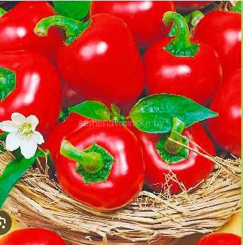 Перец Китайские Фонарики