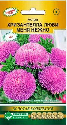 Астра Хризантелла Люби Меня Нежно