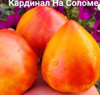 Томат Кардинал На Соломе