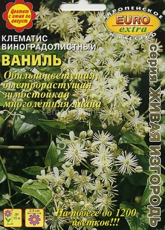 Клематис Ваниль виноградолистный 