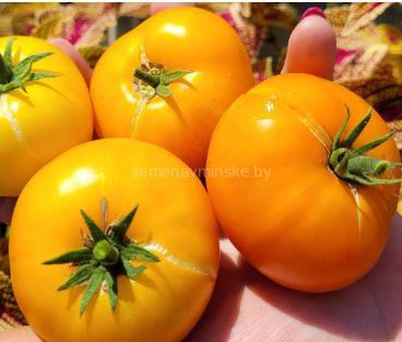 Томат Прелесть