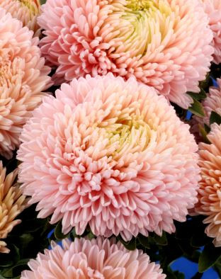 Астра Хризантелла Лотос