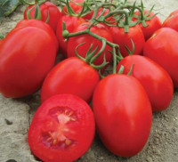 Томат Тарасенко  - 3
