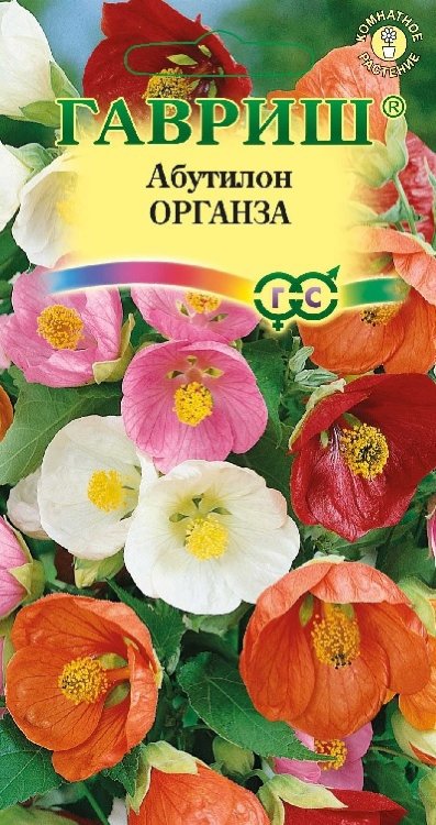 Абутилон ОРГАНЗА